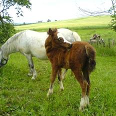 Welsh Mountain (sec A) Gleiniant Victoria. Solgt