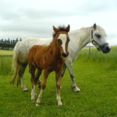 Welsh Mountain (sec A) Gleiniant Victoria. Solgt