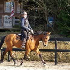 Tysk Sportspony Denver - B-pony