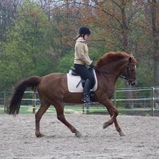 Anden særlig race Kalula