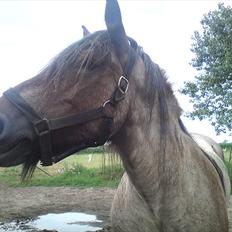 Belgier Musse  *Ikke min* 