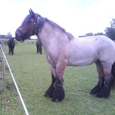 Belgier Musse  *Ikke min* 