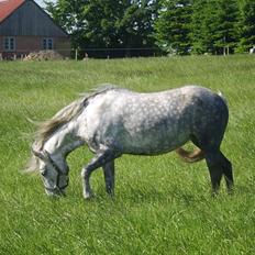 Anden særlig race Sussi