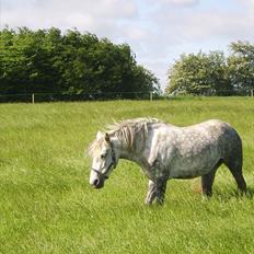 Anden særlig race Sussi