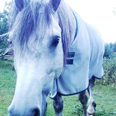 Anden særlig race Briljant 