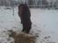 Welsh Pony (sec B) Trille "gået på pension" - Trille gumler hø