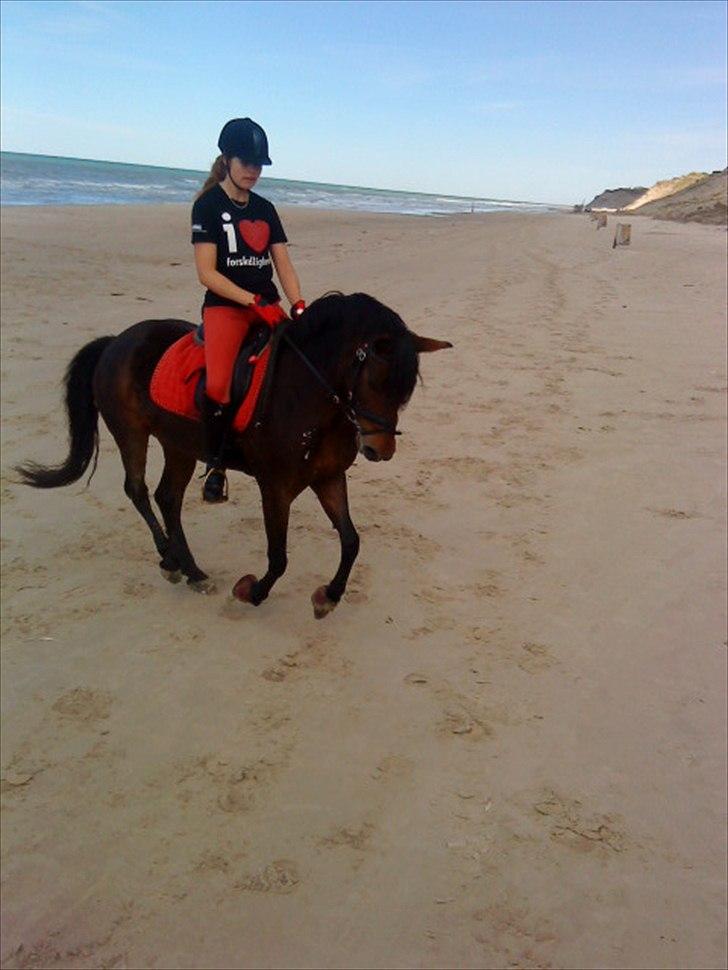 New Forest Freja - Galop på stranden :D billede 8