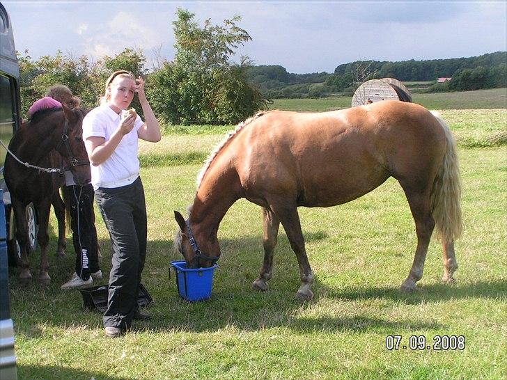 Haflinger Bosse  - En ting vi har til fælles er vores kærlighed til mad ;) billede 16