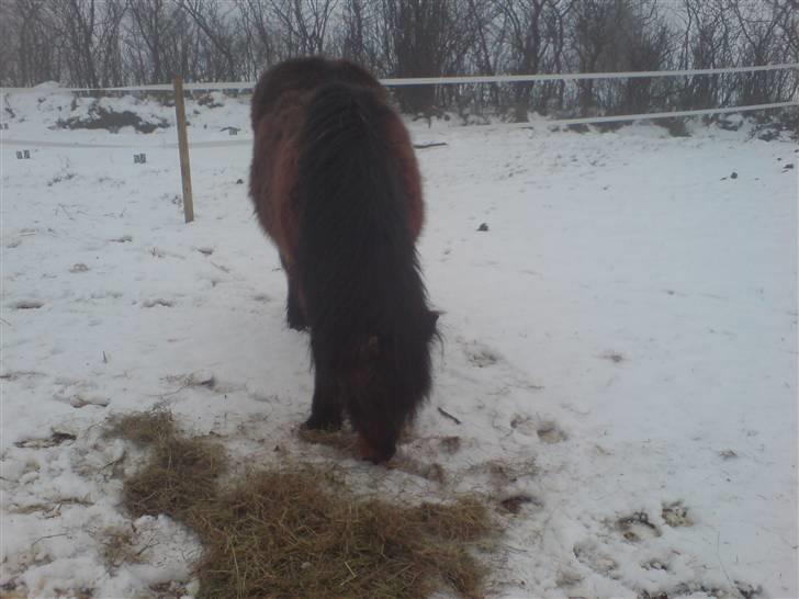 Welsh Pony (sec B) Trille "gået på pension" - Trille gumler hø billede 11