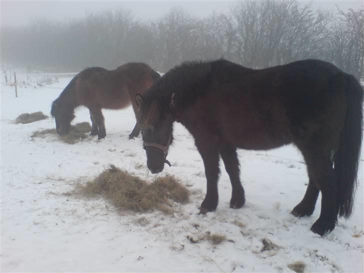 Welsh Pony (sec B) Trille "gået på pension" - Lukas og Trille på fold en sne dag :)  billede 12