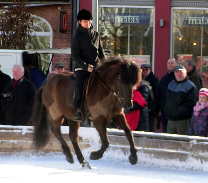 Islænder Bersi fra Fejø - Fuld fart over isen til istølt 2009 billede 8