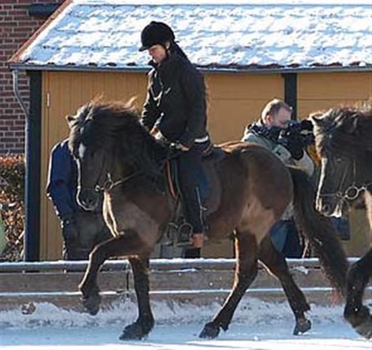 Islænder Bersi fra Fejø - Istølt 2009 billede 9