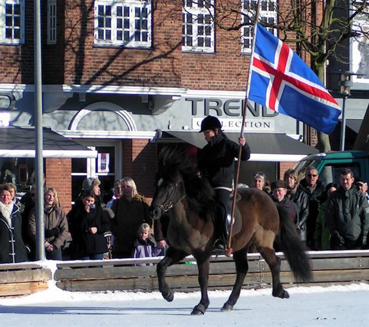 Islænder Bersi fra Fejø - Med fane over isen billede 10