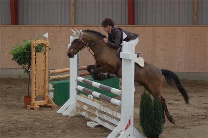 Hollandsk Sportspony Bobby - Første stævne LA AAGS. billede 8
