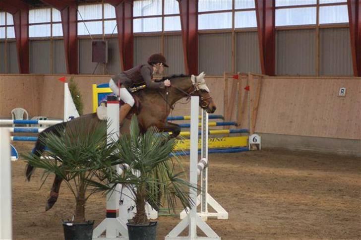 Hollandsk Sportspony Bobby billede 9