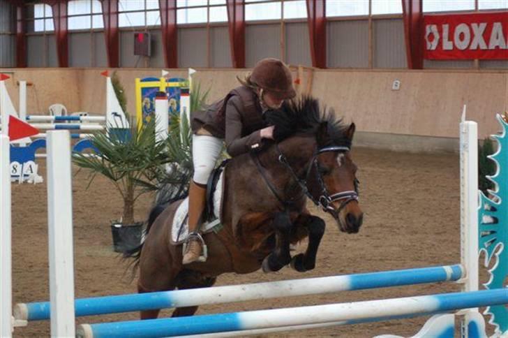 Anden særlig race Kissba - Stævne AAGS vinter 2009. Han var super. billede 8