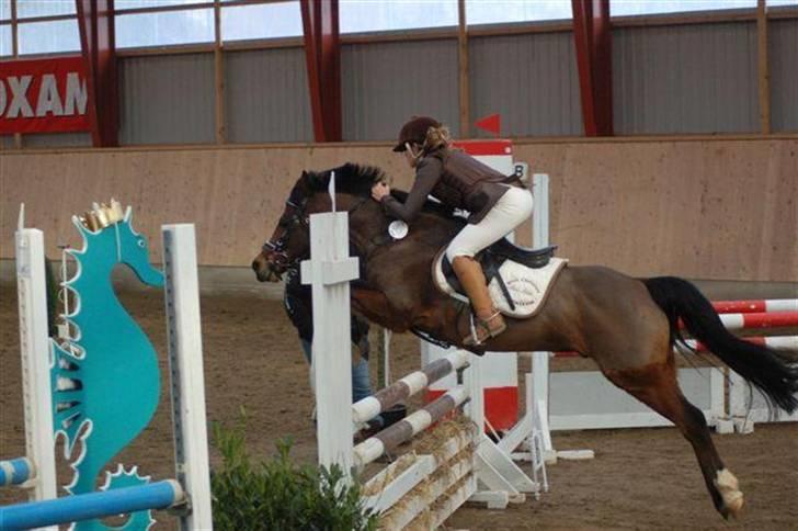 Anden særlig race Kissba - Go´ Kiss billede 9