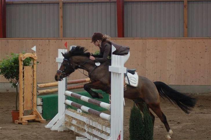 Anden særlig race Kissba billede 12