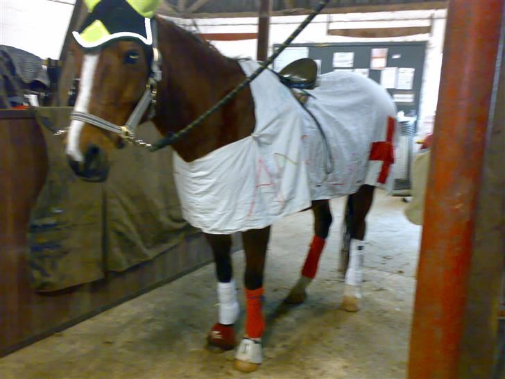 Anden særlig race Sevilla billede 14