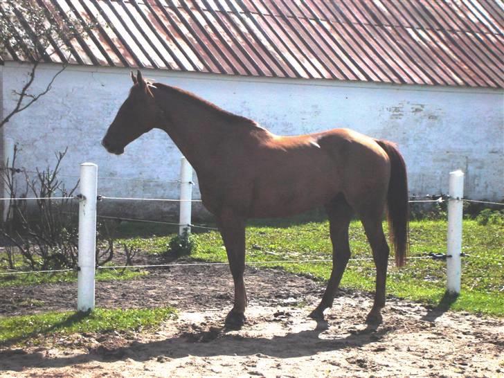 Dansk Varmblod Vester Juels-Gaards Arkib - Hvor var han altså bare lækker!!  Miss you.  billede 6