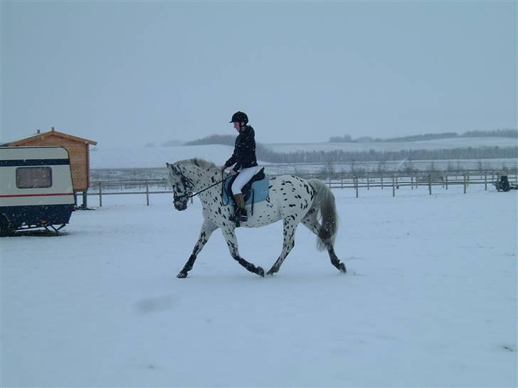 Knabstrupper Charmeur *solgt* - Ude og lege i sneen billede 19