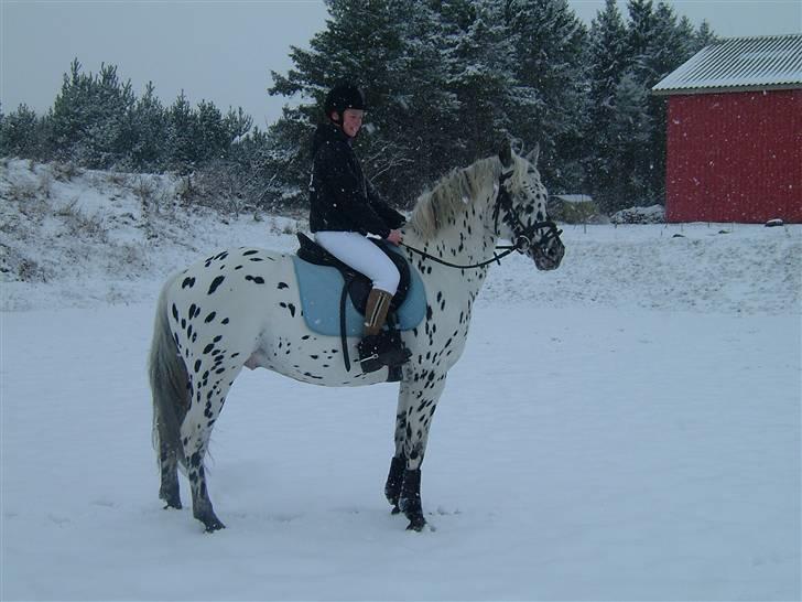 Knabstrupper Charmeur *solgt* - hehe billede 20