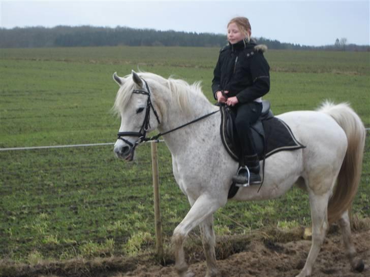 Arabisk fuldblod (OX) Cynthia ox 2172 - Camilla ( bonusdatter) rider Tia. billede 12
