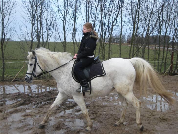 Arabisk fuldblod (OX) Cynthia ox 2172 - Og det går så fiiint... :-) billede 13