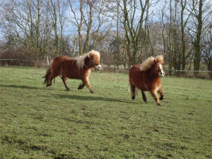 Shetlænder Jochum - Febuar 09. "Jihuu!! Så kom vi ud!". billede 10
