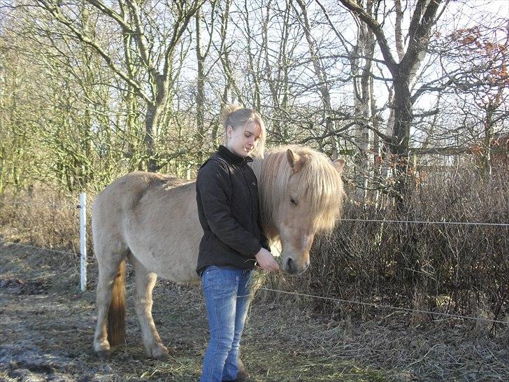 Islænder /Fjordhest, Pippi (Nÿpa) billede 8