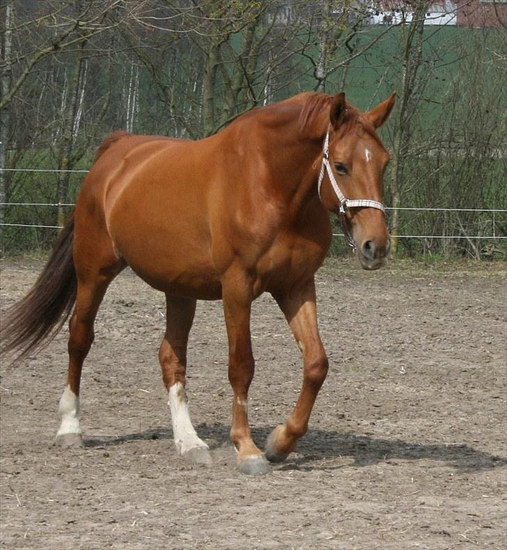 Anden særlig race Hope billede 2