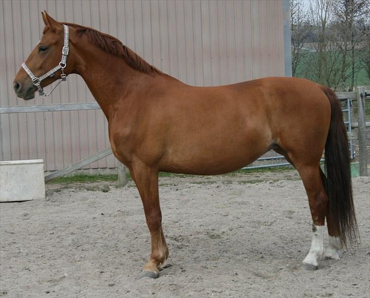 Anden særlig race Hope billede 3