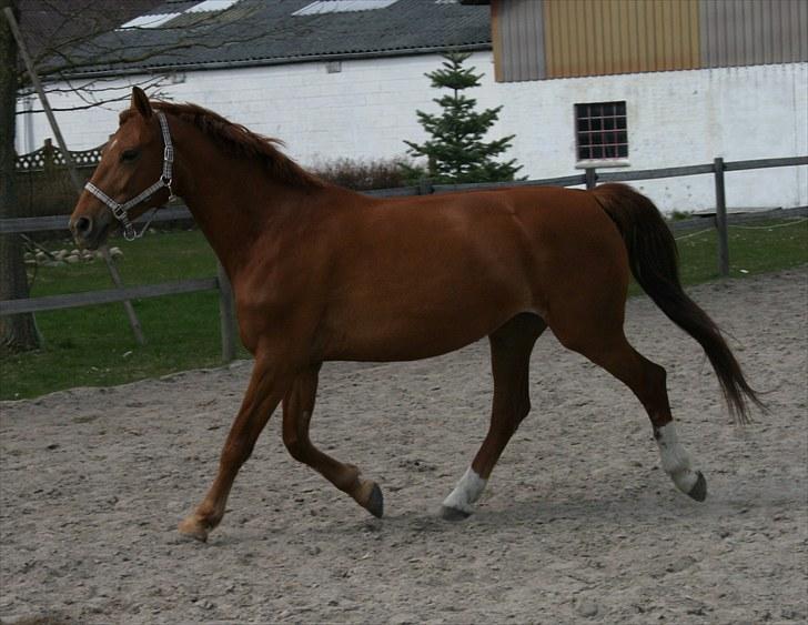 Anden særlig race Hope billede 4