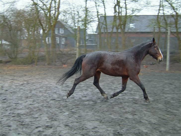 Anden særlig race My Ace *solgt* - haha damen svæver! billede 12