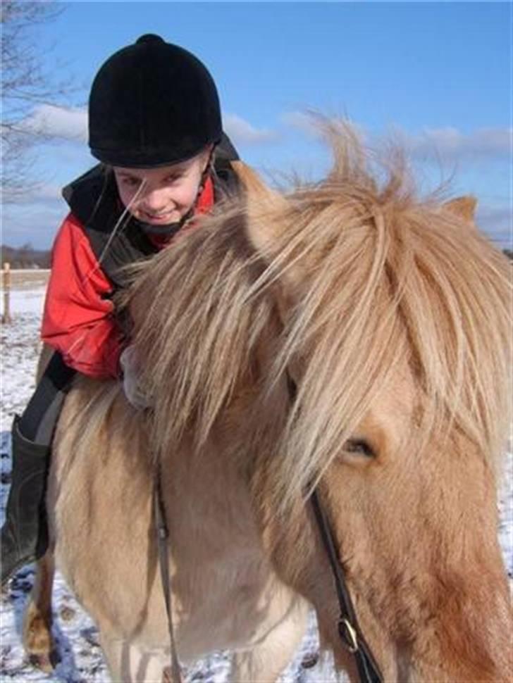 Islænder /Fjordhest, Pippi (Nÿpa) - Længe siden :-) billede 9