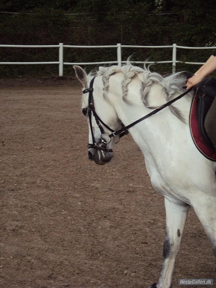 Anden særlig race Betty - smukke pony dybt koncentretret. X)<3!! billede 7