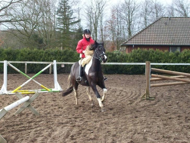 Pinto Solvangs Prinsesse Dina billede 10