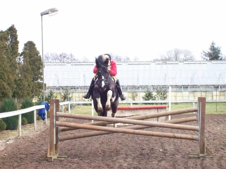 Pinto Solvangs Prinsesse Dina billede 11