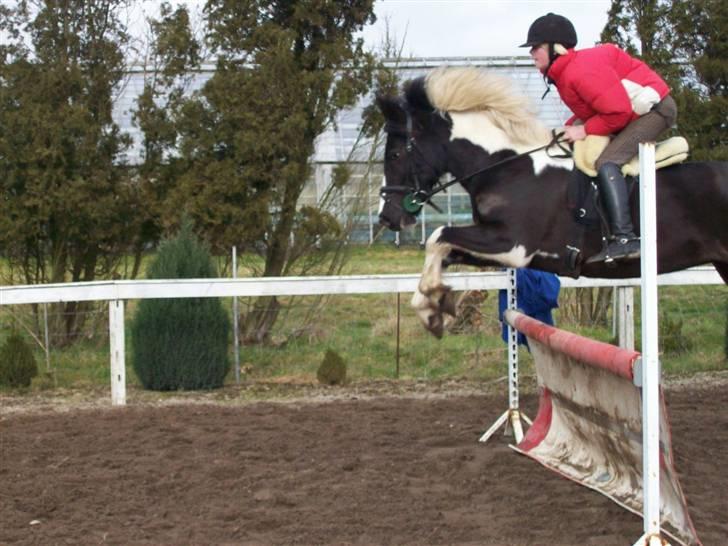 Pinto Solvangs Prinsesse Dina billede 12