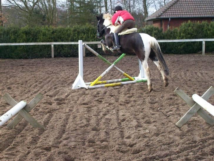 Pinto Solvangs Prinsesse Dina billede 14