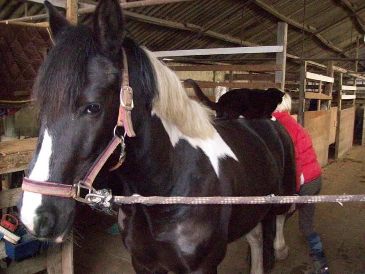 Pinto Solvangs Prinsesse Dina billede 15