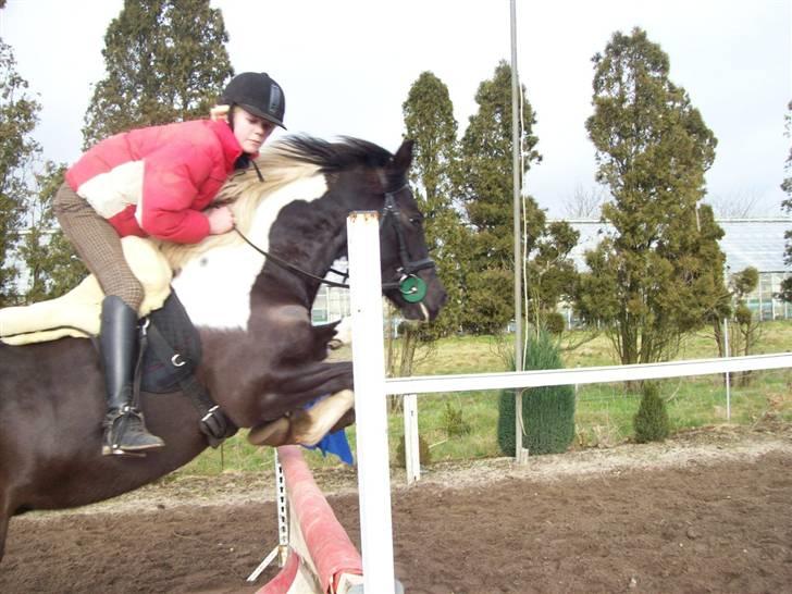 Pinto Solvangs Prinsesse Dina billede 16