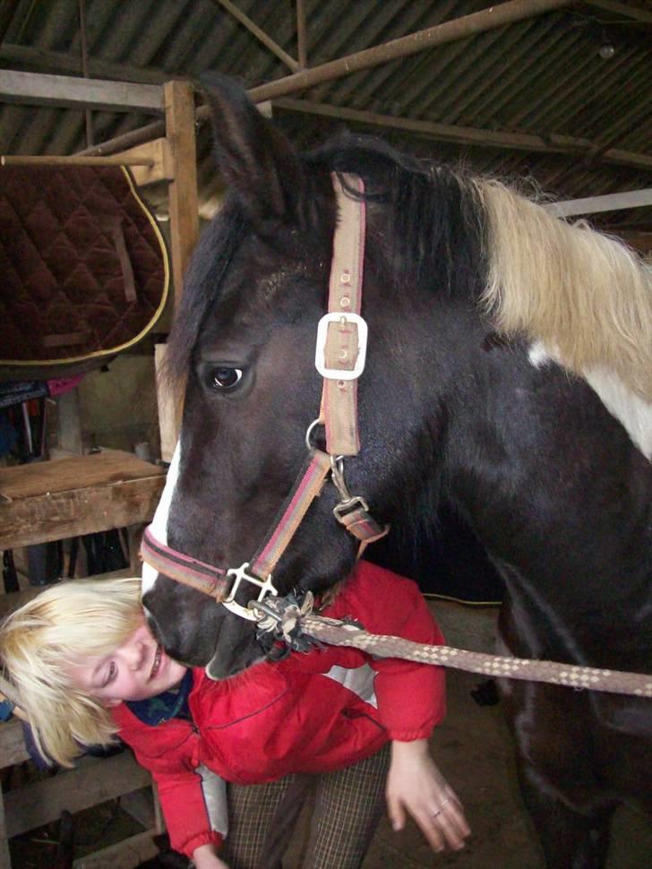 Pinto Solvangs Prinsesse Dina billede 17