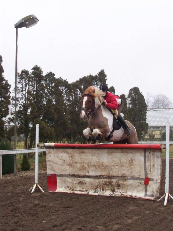 Pinto Cornelia  billede 14