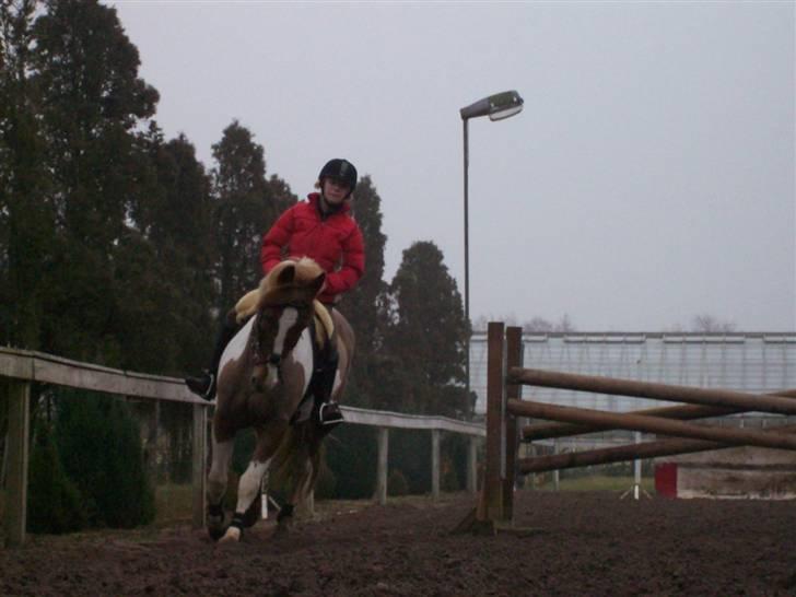 Pinto Cornelia  billede 16