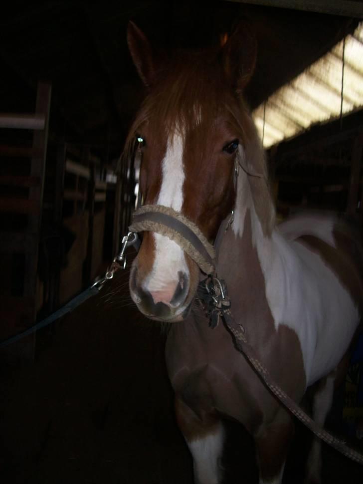 Pinto Cornelia  billede 17