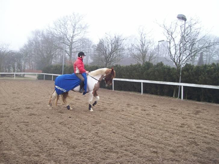 Pinto Cornelia  billede 18