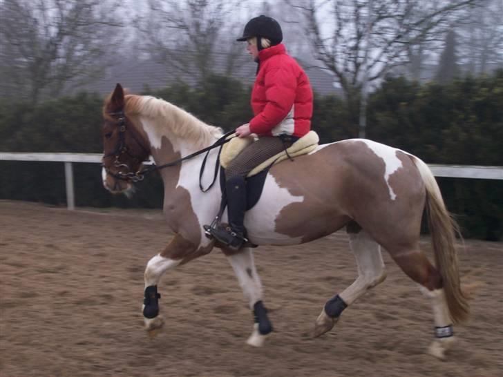 Pinto Cornelia  billede 20