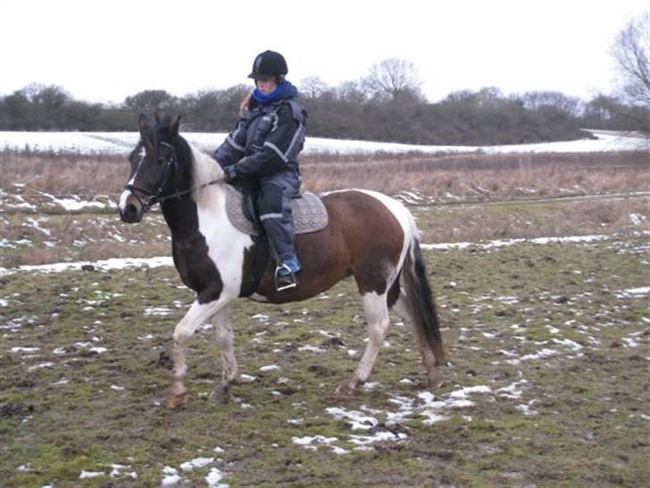 Pinto Cheyenne Teepee*SOLGT* billede 13