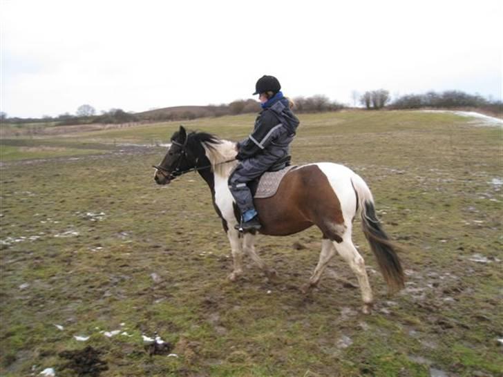 Pinto Cheyenne Teepee*SOLGT* billede 14